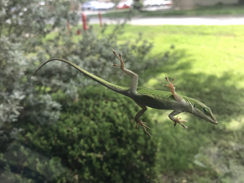 Carolina anole on my office window.